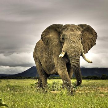 The Elephant Whisperer by The Earth Organization
