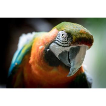 The Parrot