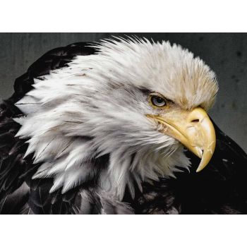 The Bald Eagle
