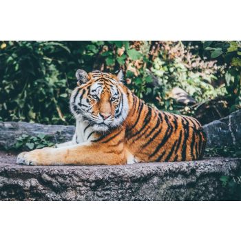 The Bengal Tiger